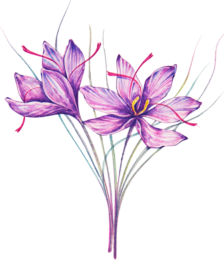 Saffron Flower.psd (Large)